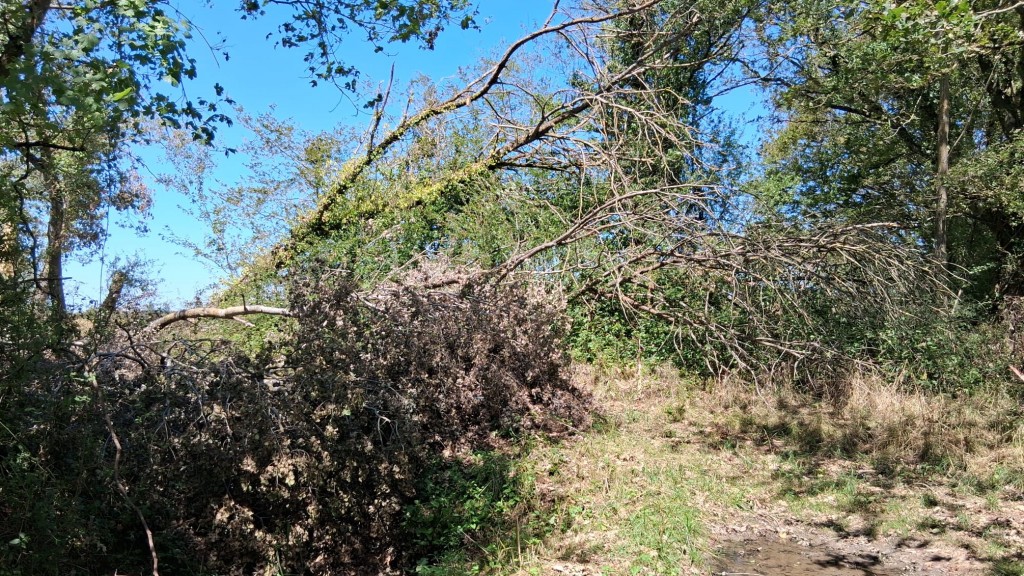 Ein umgestürzter Baum auf dem Jakobsweg
