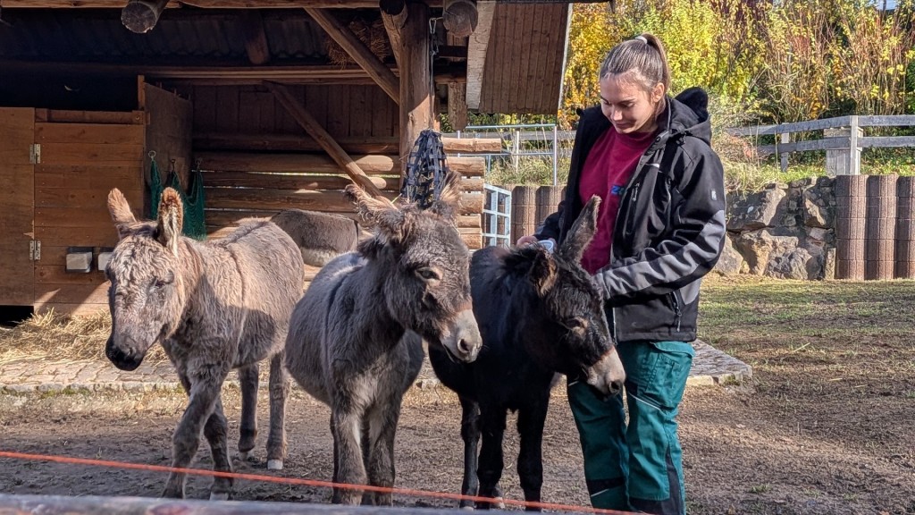 Drei Zwergesel-Damen im Zoo Saarbrücken