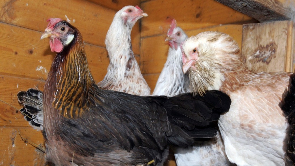 Freilandhühner im Stall