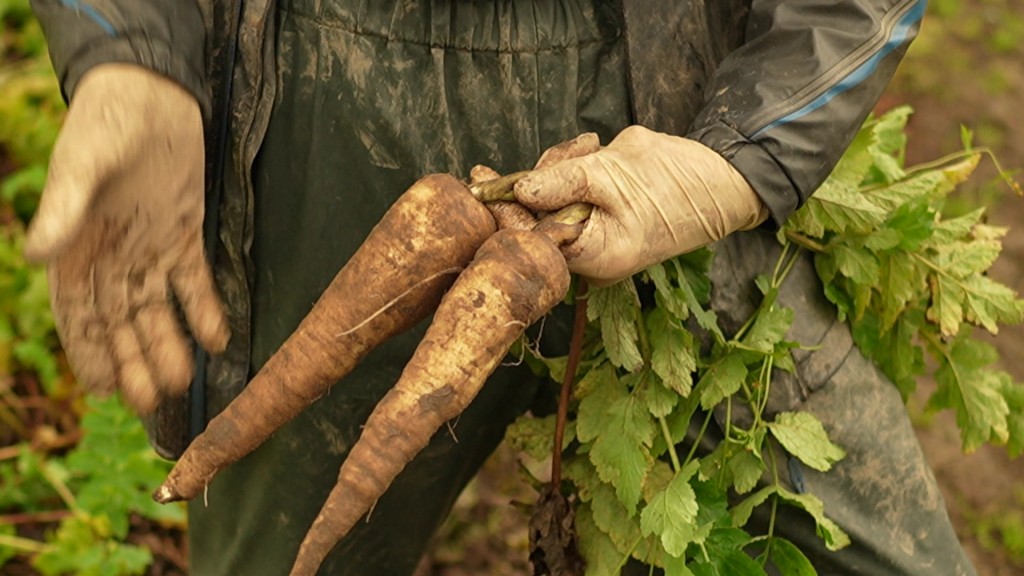 Foto: Frisch geerntete Pastinaken