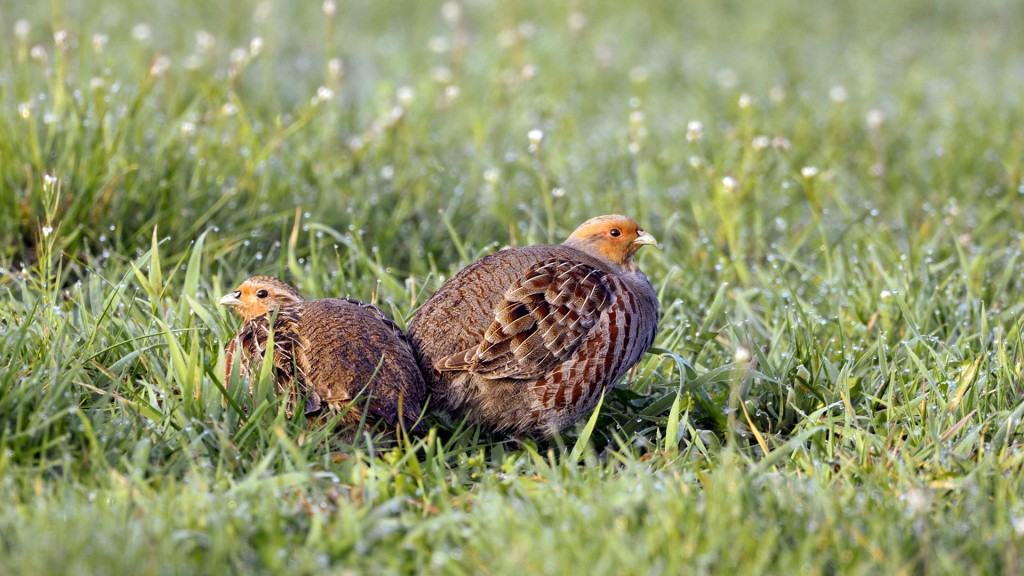 Zwei Rebhühner im Gras