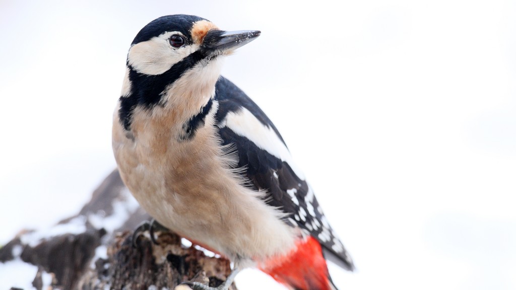 Buntspecht im Schnee