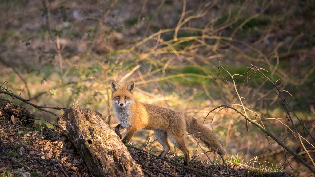 Ein Fuchs läuft durch den Wald.