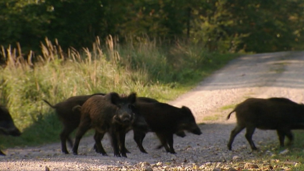Wildschweine im Saarland