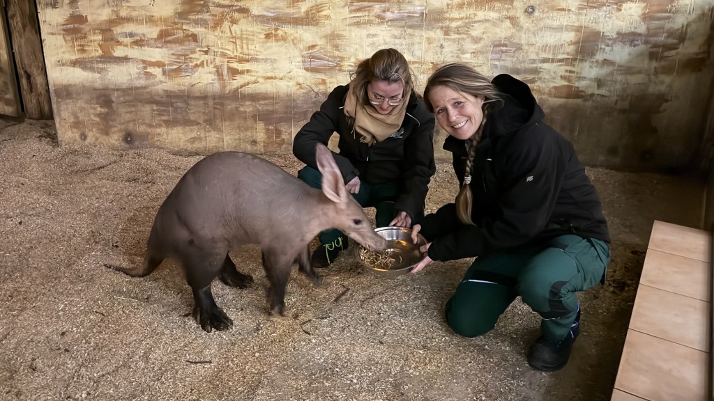 Zootieraerztin Nicole Schauerte und eine Kollegin beim Füttern eines Erdferkels