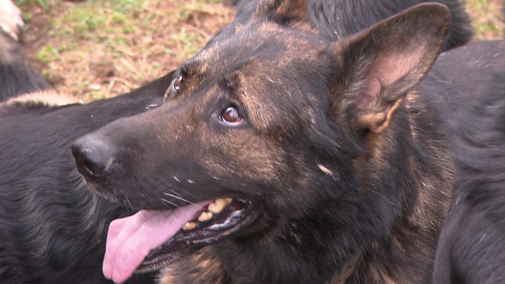 Foto: Kopf eines Hundes