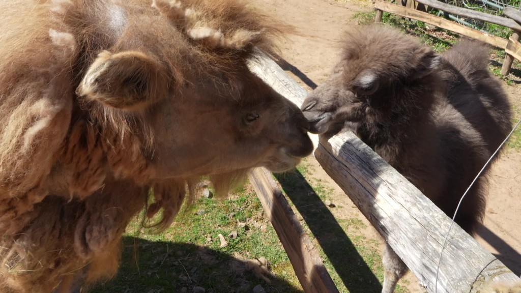 Das Kamelbaby im Neunkircher Zoo