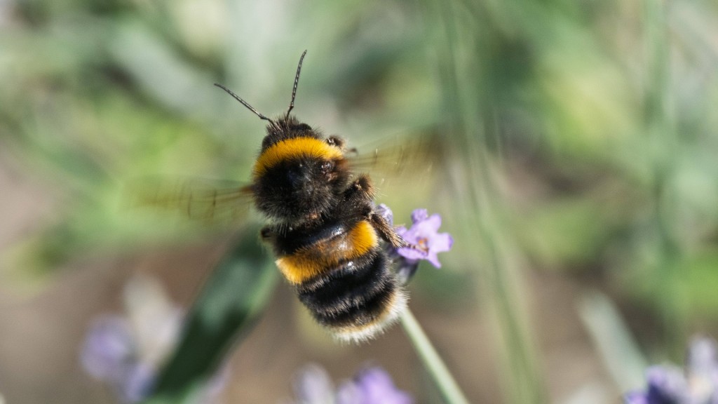 Hummel auf einer blauen Blüte