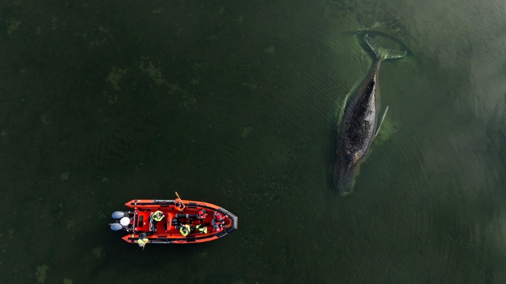 Der gestrandete Buckelwal und ein Greenpeace-Boot