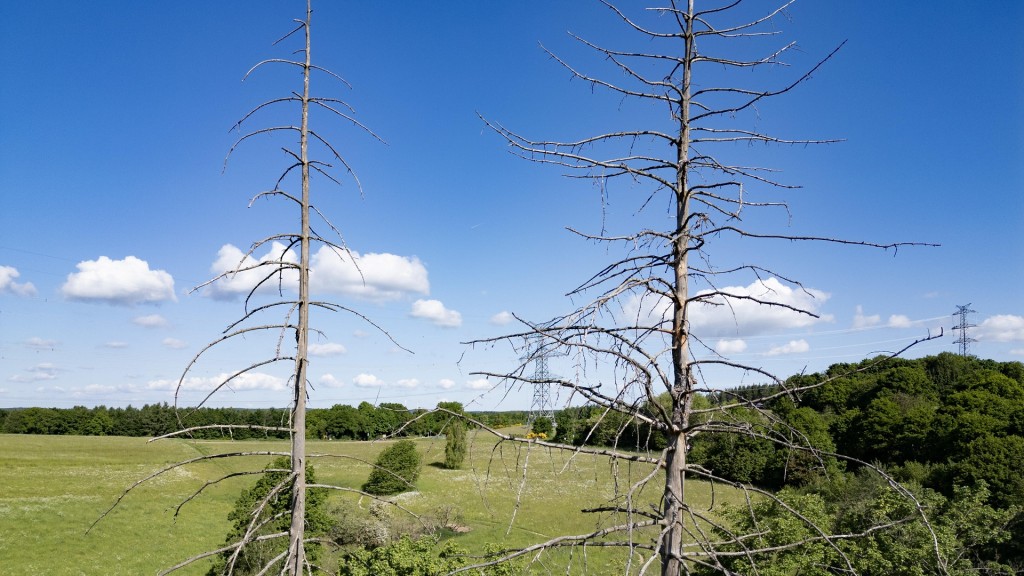 Tote Fichten stehen in einem Waldstück
