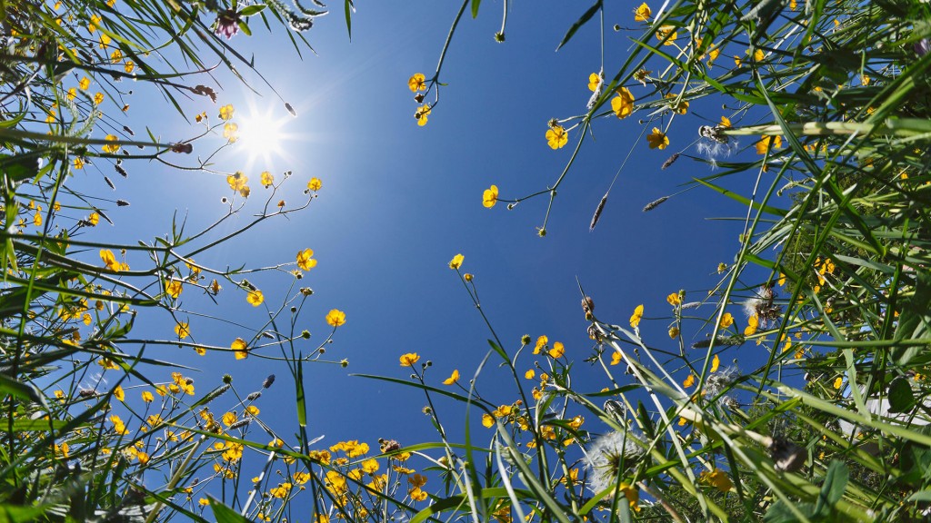 Sonne scheint auf ein Blumenfeld