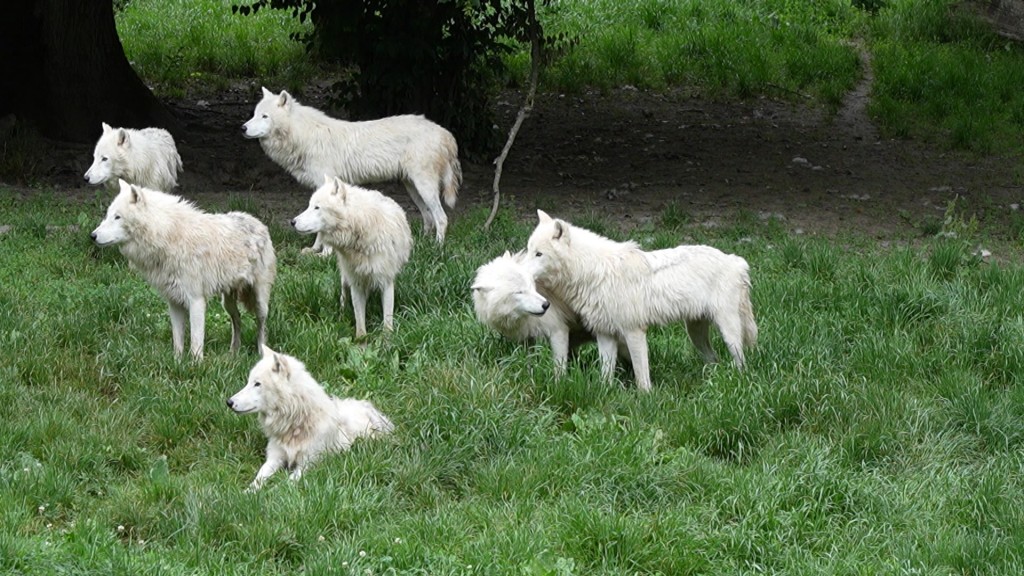 Foto: Weiße Wölfe im Zoo.