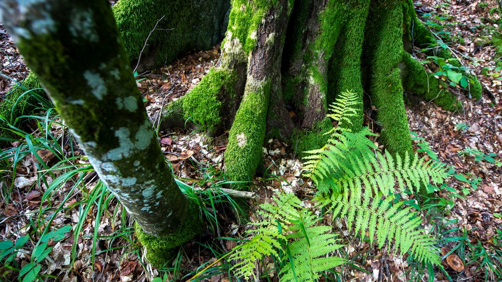 Foto: Farn und Moos an einem Baum