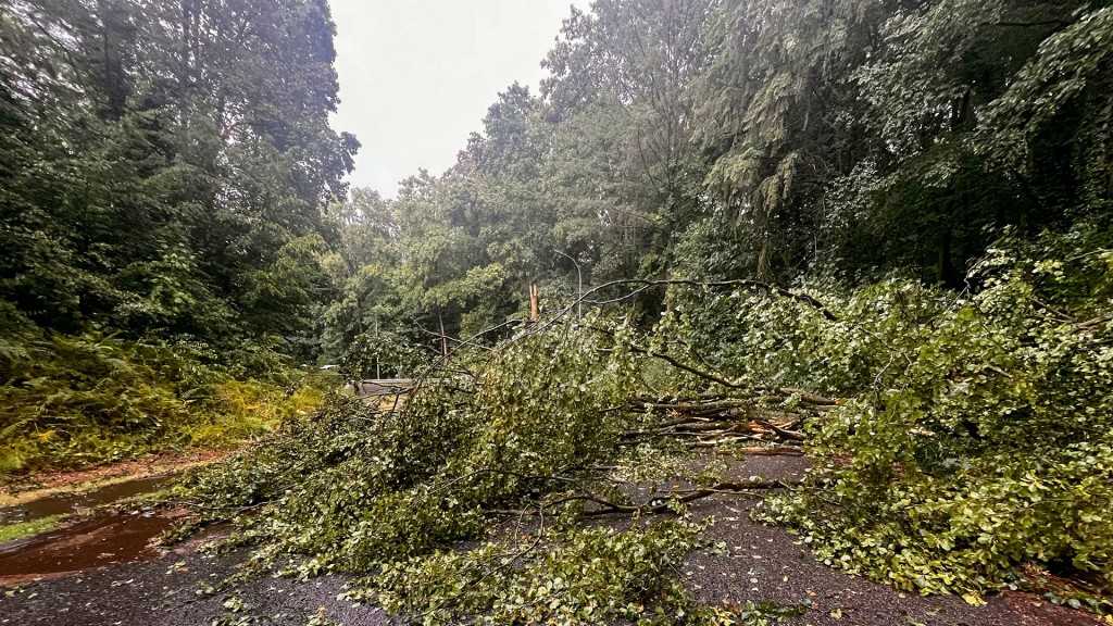 Foto: Ein umgestürzter Baum versperrt die Straße