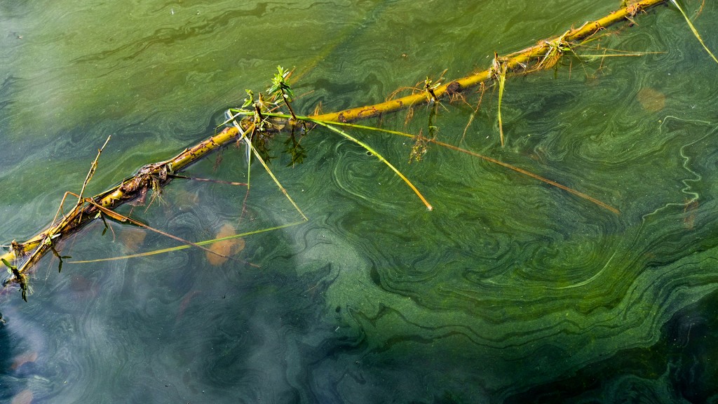 Foto: Blaualgen in einem stehenden Gewässer