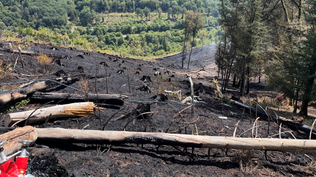 Verbrannte Bäume liegen in einem Steilhang nach dem Waldbrand bei Nonnweiler