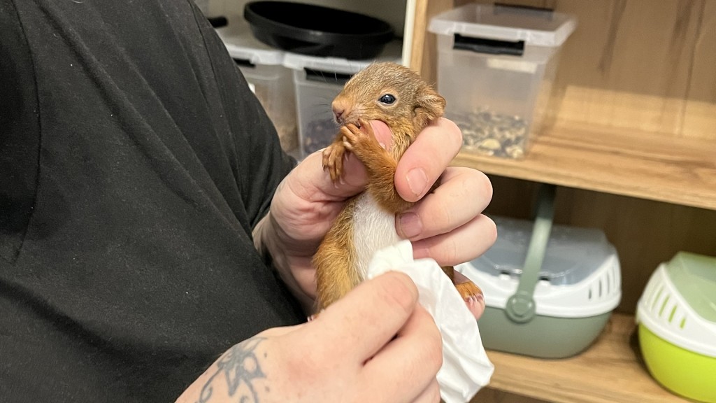 Eichhörnchen in der Auffangstation in Marth