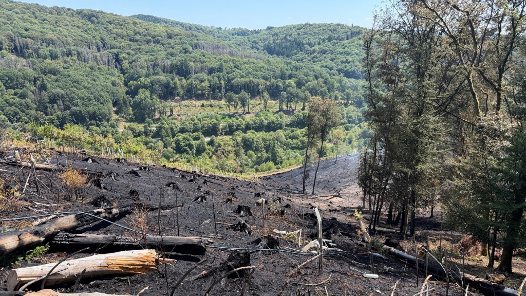 Verbrannte Bäume liegen in einem Steilhang nach dem Waldbrand bei Nonnweiler