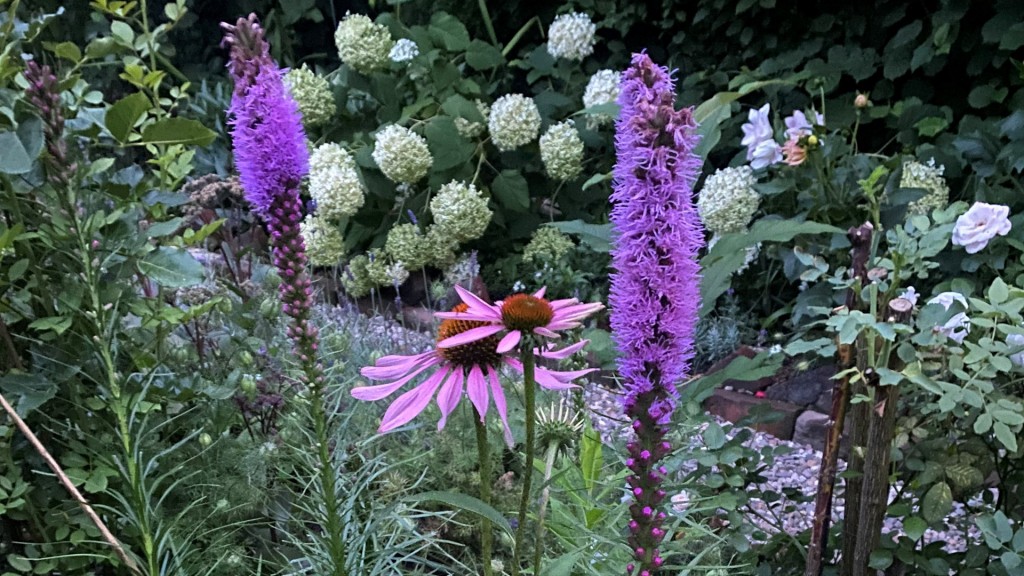 Sonnenhut und Liatris im heimischen Garten. 