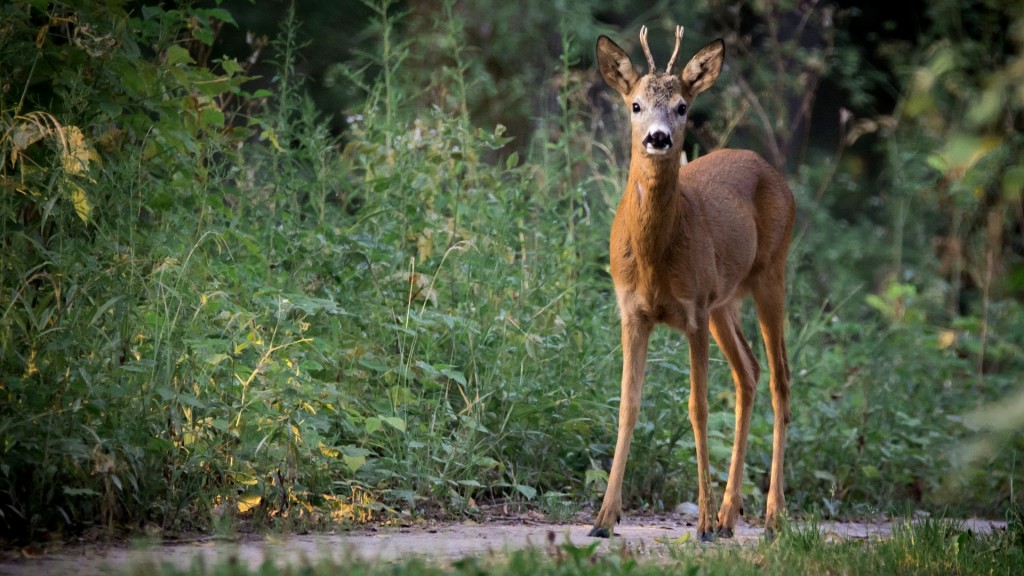 Foto: Reh im Wald