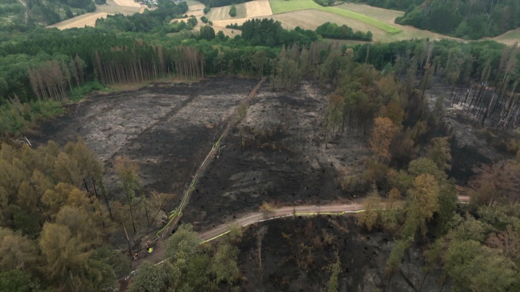 Foto: Abgebranntes Waldstück in Illingen
