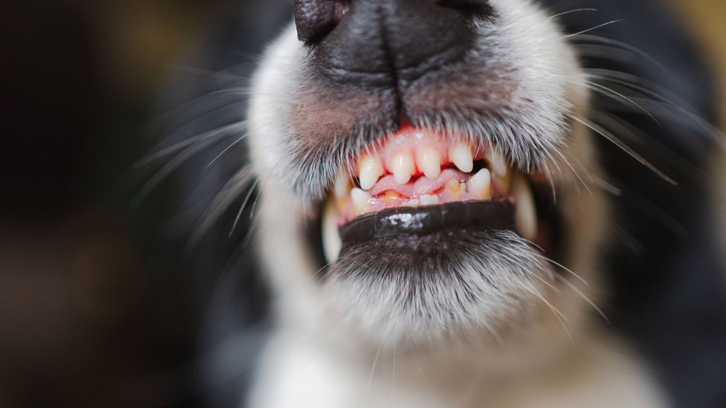 Hund fletscht die Zähne.