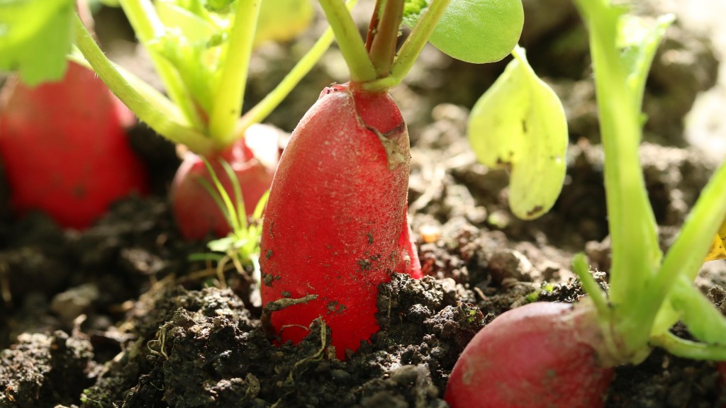 Radieschen im Beet