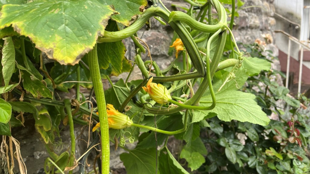 Zucchini-Pflanzen im Garten