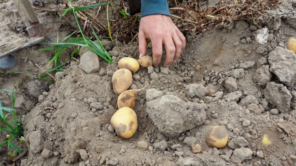 Foto: Kleine Kartoffeln liegen bei der Ernte im Ackerboden