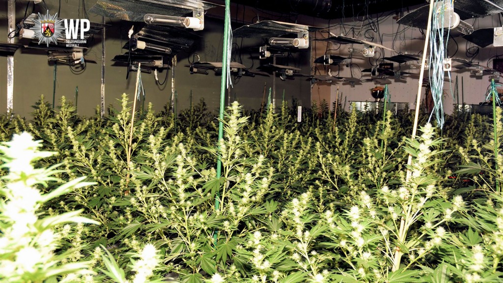Illegale Cannabisplantage in Kusel-Altenglan