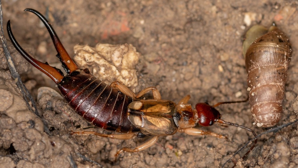 Ein Ohrwurm