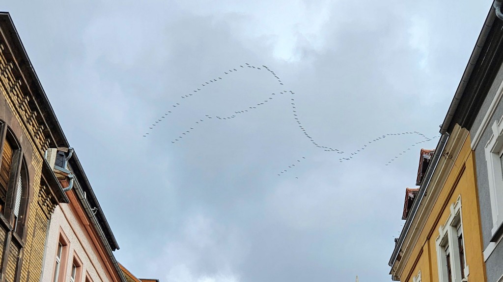 Foto: Kraniche am Himmel über Saarbrücken