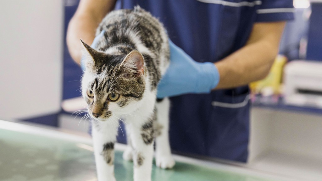 Foto: Tierarzt beim Untersuchen einer Katze