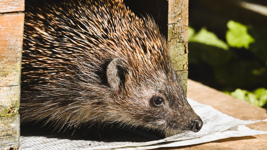 Ein Igel schaut aus seinem Winterquartier