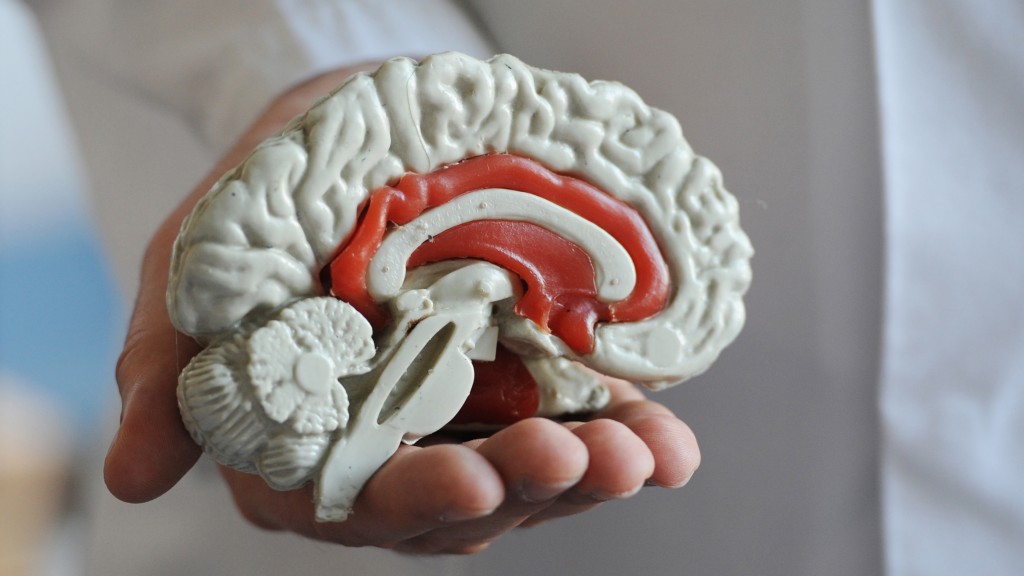 Querschnitt-Modell eines menschlichen Gehirns (Foto: dpa)