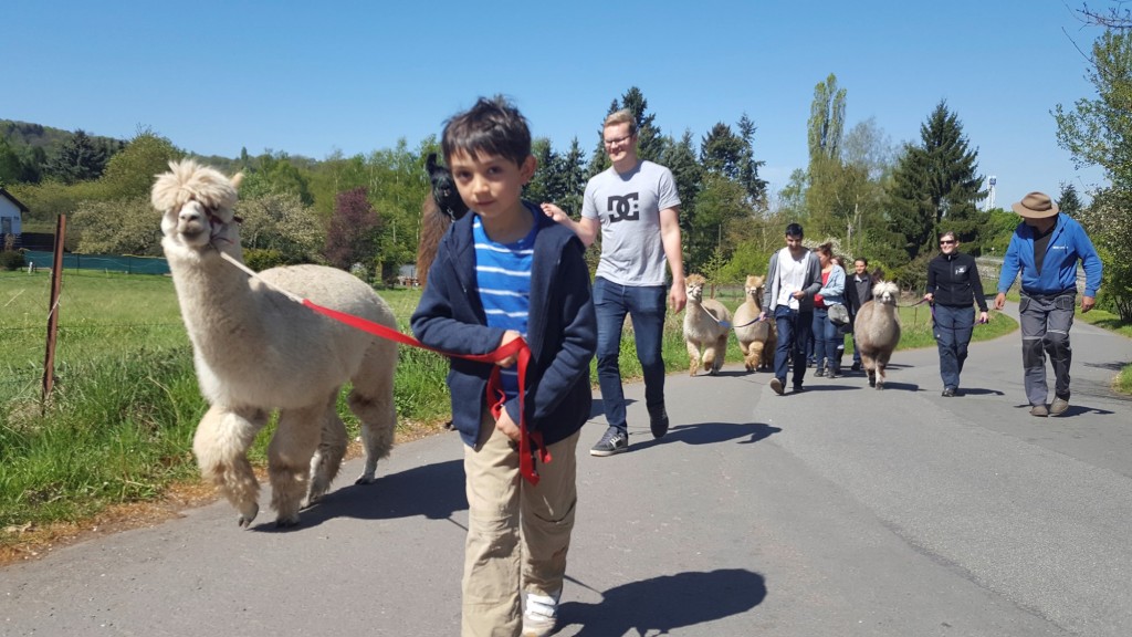 Alpaka-Wanderung durchs Saarbrücker Almet (Foto: Alpaka-Farm)