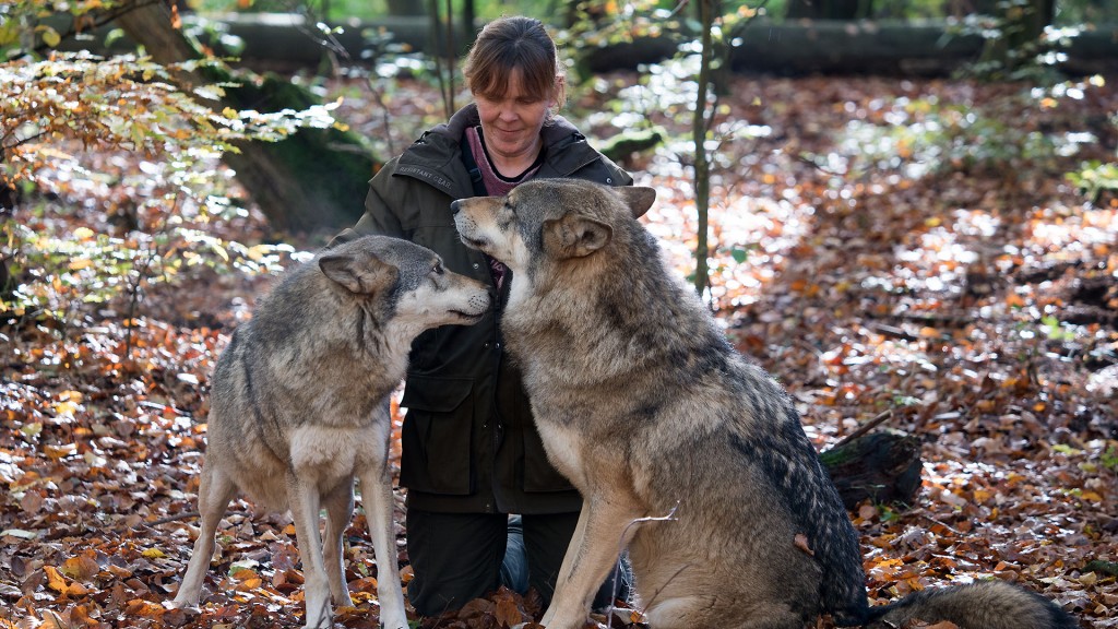 Foto: Tatjana Schneider mit zwei Wölfen im Merziger Wolfspark (Pasquale D'Angiolillo)