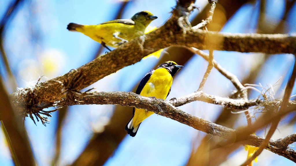 Foto: Zwei Vögel in einem Baum (pixabay)