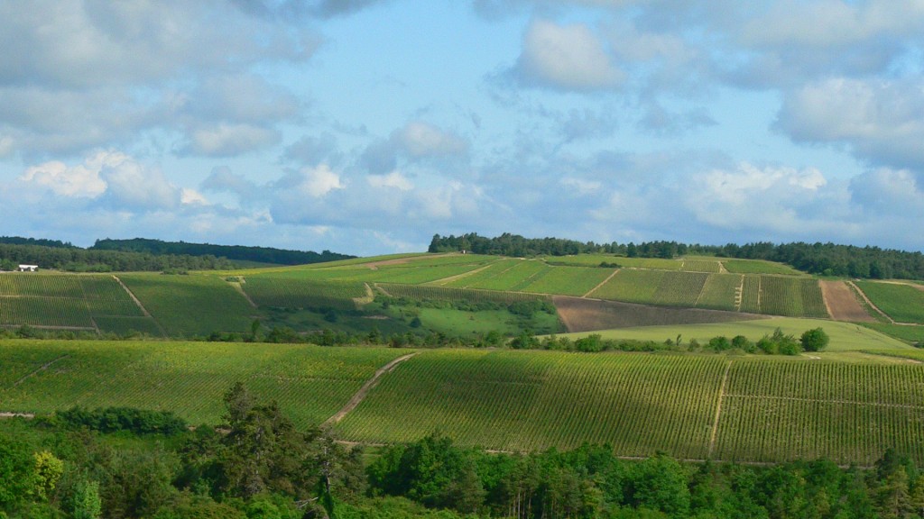 Foto: Weinberge in der Champagne