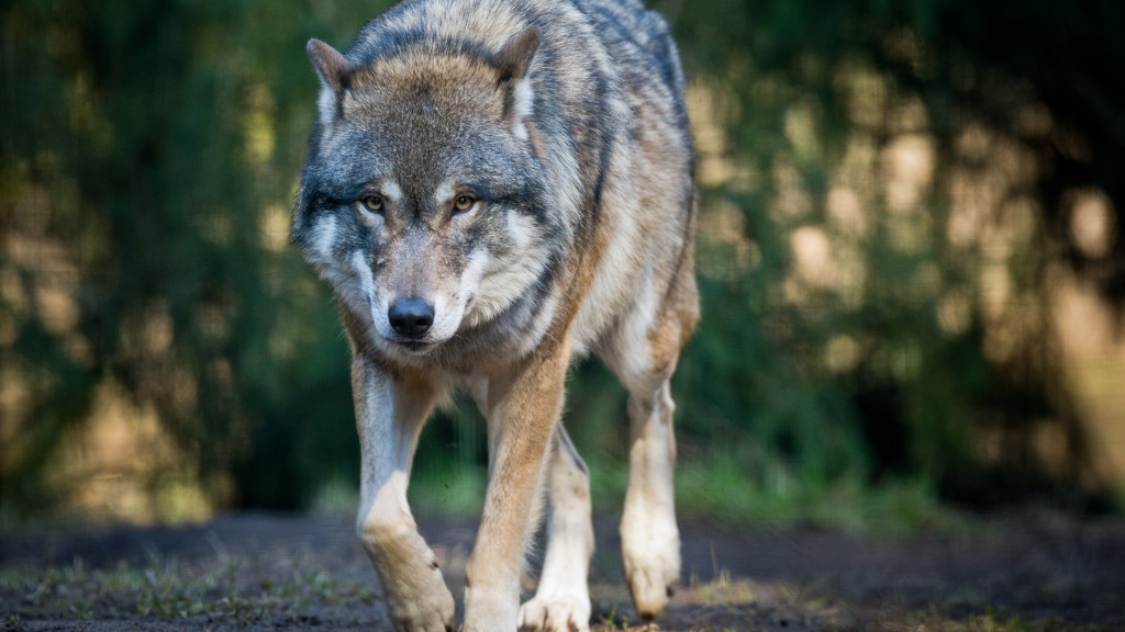 Wolf (Foto: dpa)