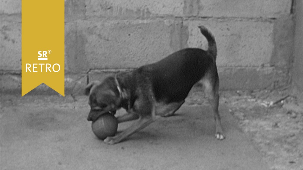 Foto: ein Hund spielt mit einem Ball (Streunende Hunde)