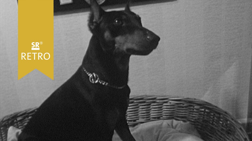 Foto: Pinscher Vito von der Birkenheide aus Völklingen Hunde-Weltsieger in Brünn (Brno)