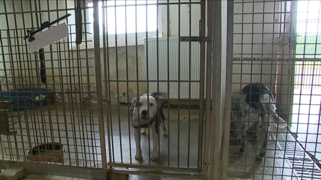 Hunde in einem Tierheim (Foto: SR)