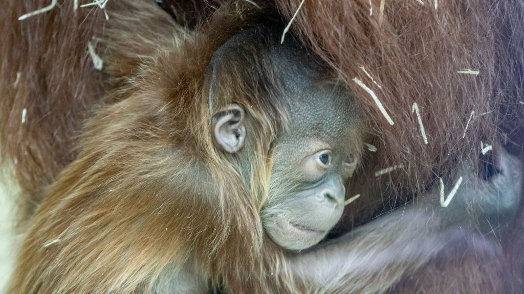 Orang-Utan-Nachwuchs im Neunkircher Zoo (Foto:Heribert Brendel)