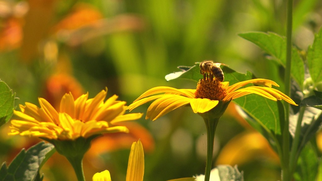 Biene auf einer Wildblume (Foto: SR)