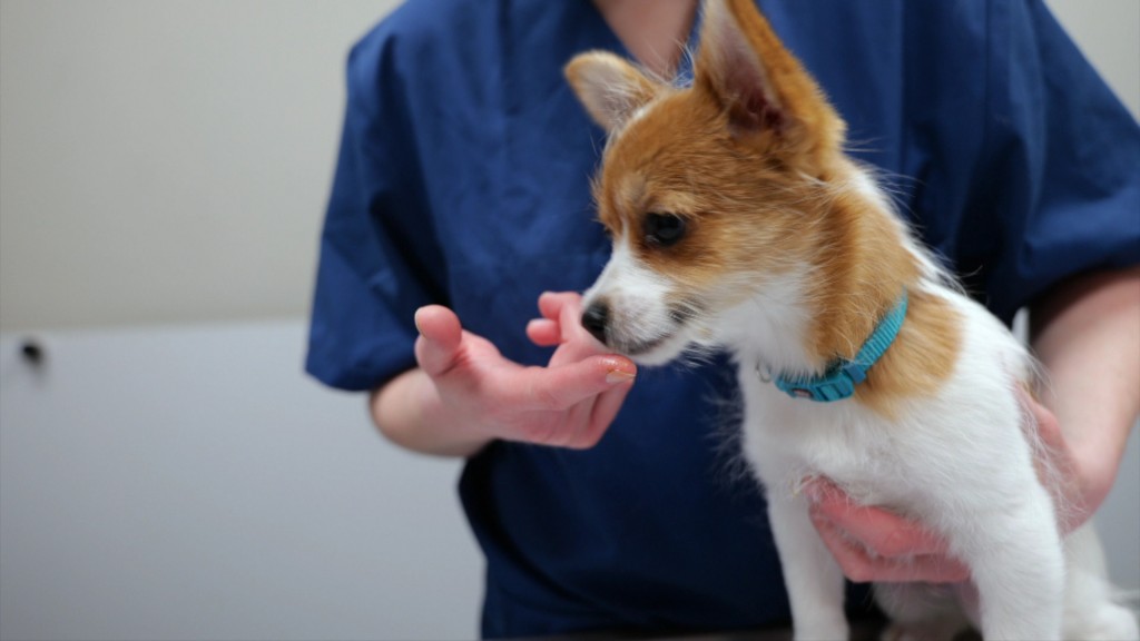 Foto: Ein kleiner Hund wird beim Tierarzt behandelt.