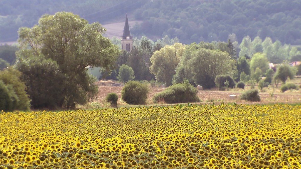 Foto: Lothringen, Sonnenblumenfeld