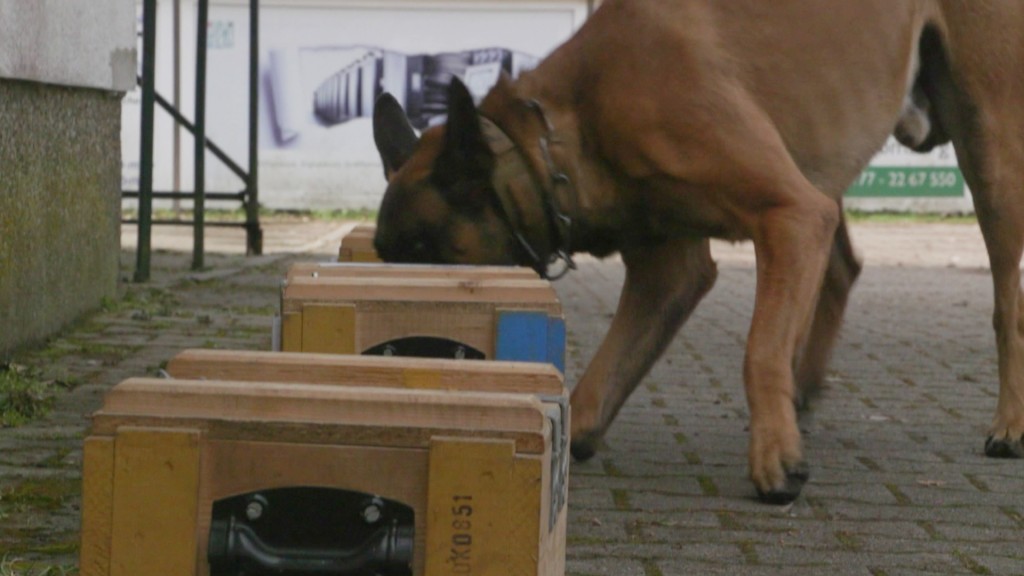 Bundespolizei Spürhund Junior bei der Arbeit (Foto: SR)