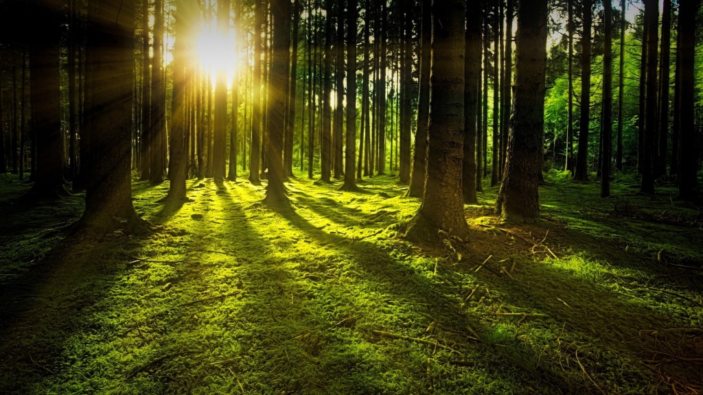 Die Sonne leuchtet einen mit Moos bewachsenen Waldboden aus (Foto: pixabay)