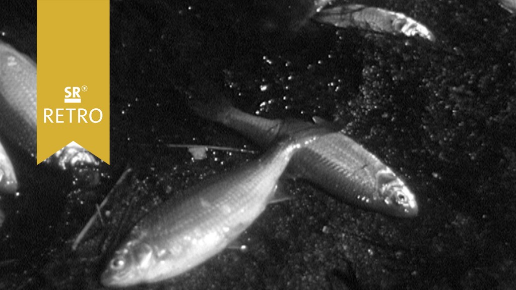 Foto: Tote Fische an der Wasseroberfläche